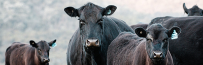 cattle livestock auction